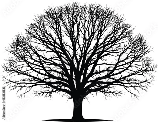 Obraz Large winter tree with bare branches silhouette vector illustration, detailed natural graphic, deciduous or oak tree without leaves, seasonal element for 