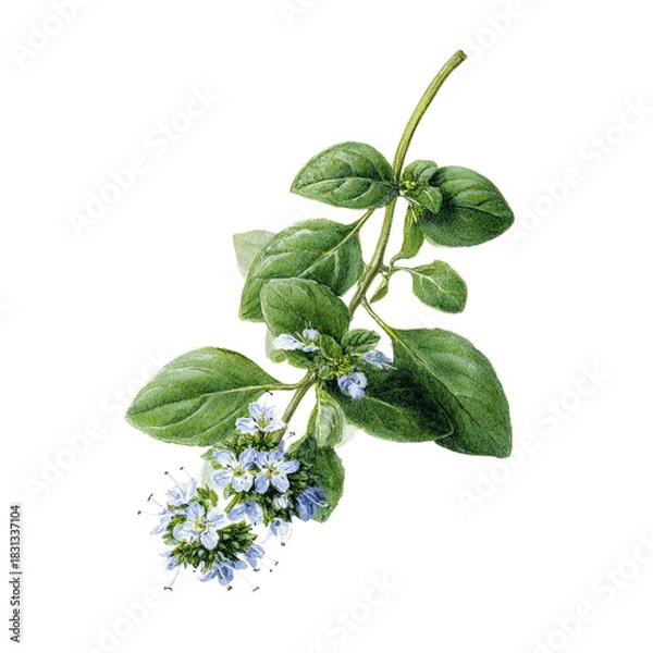 Fototapeta Botanical illustration of a flowering oregano sprig with blue and white blossoms