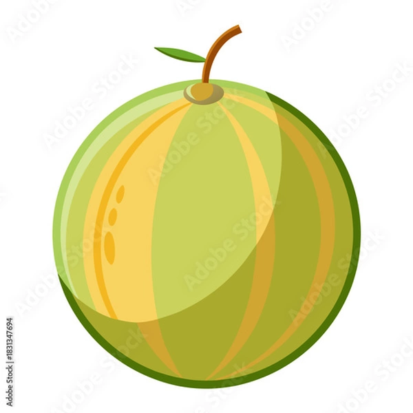 Fototapeta honeydew melon  vector isolated on white background