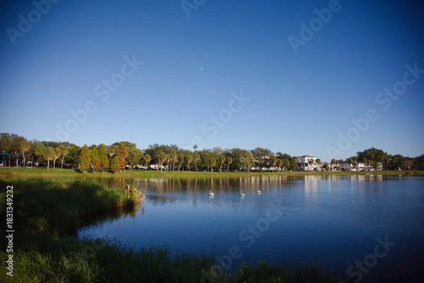 Obraz Peaceful Lakeside Park With Clear Sky, Trees, And Birds On Calm Water At Dusk. Crescent Lake in St. Petersburg, FL. Lush green grass, and a line of trees along the shore. Gentle birds glide on the wat