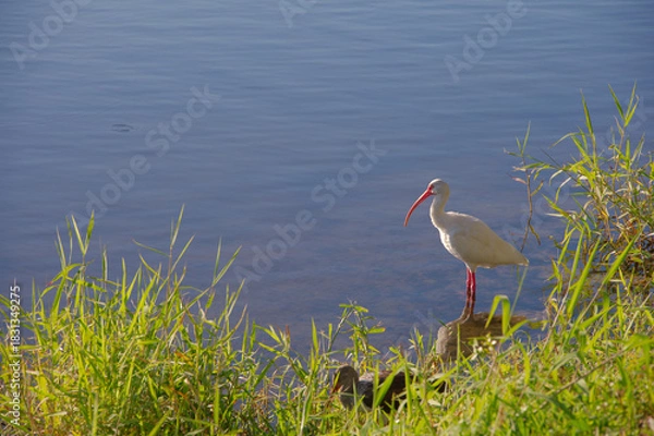 Obraz A serene scene of a white ibis with a bright red beak standing at the water's edge among tall grasses. Natural, peaceful wildlife moment suitable for nature and travel collections.

