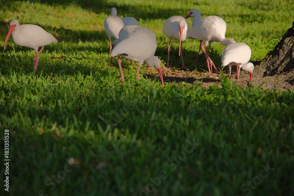 Obraz Group Of White Ibis Feeding On Lush Green Grass In A Sunny Park Setting by a tree. Crescent Lake in St. Petersburg, FL. Flock of white ibis with pink beaks graze on vibrant green grass under bright su