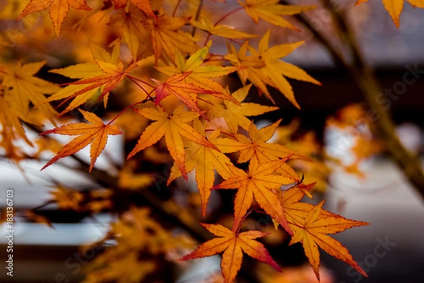 Fototapeta OLYMPUS DIGITAL CAMERA