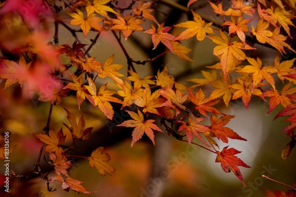 Fototapeta OLYMPUS DIGITAL CAMERA