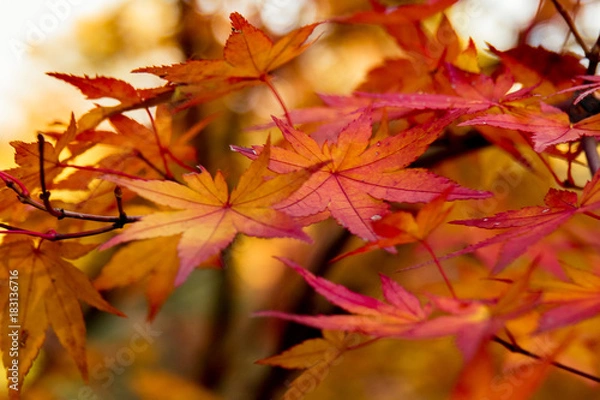 Fototapeta OLYMPUS DIGITAL CAMERA