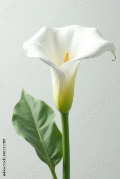 Fototapeta Isolated elegant white calla lily, smooth texture, pure white background, serene aesthetic , soft, bloom