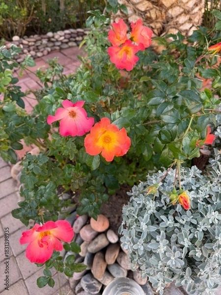Obraz Vivid Fluorescent Red Roses: Close up of rare bright red roses with almost fluorescent vivid coloring in bloom.