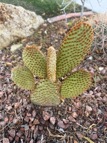 Obraz Round Cactus in Desert Garden: A multi-armed round cactus growing in a rock bed within a desert landscape.