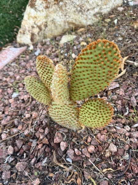 Obraz Round Cactus in Desert Garden: A multi-armed round cactus growing in a rock bed within a desert landscape.
