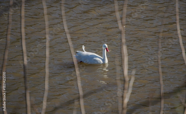 Obraz Ganso nadando en el río