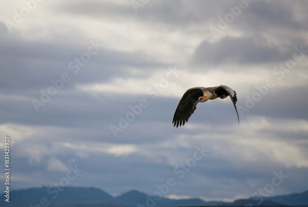 Obraz Bandurria ave volando