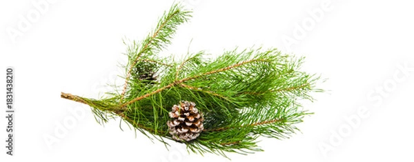 Fototapeta branch of pine cone tree - cone covered with snow isolated on transparent background