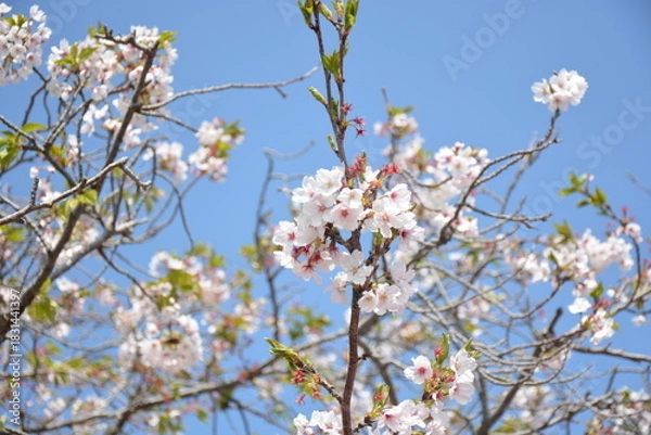 Fototapeta 日本の春の桜