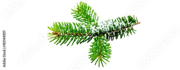 Fototapeta fir pine cone tree twig covered with snow isolated on transparent background
