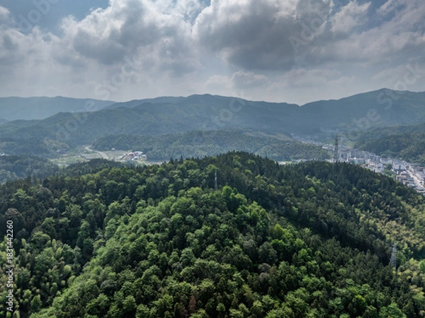 Fototapeta Bamboo Forest on the Mountain