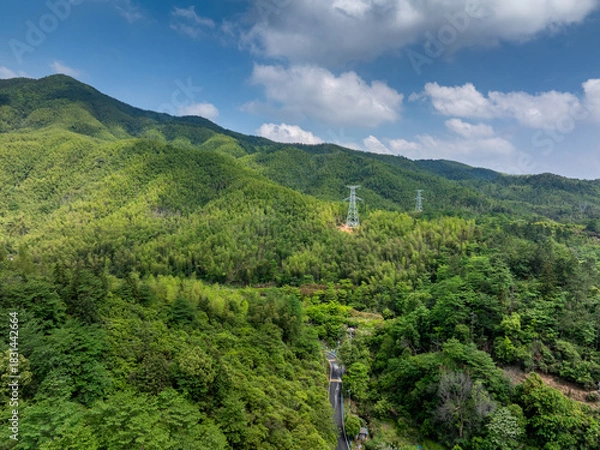 Fototapeta Bamboo Forest on the Mountain