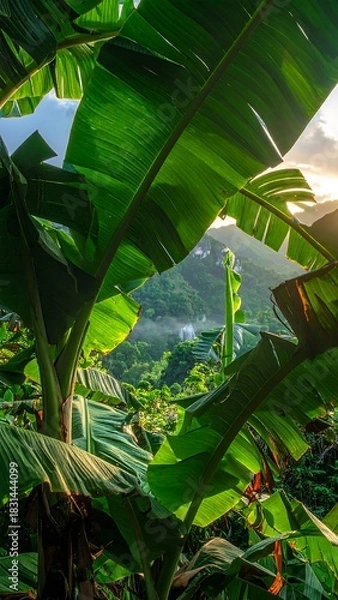 Obraz Lush green banana leaves framing a view of a sunlit tropical landscape