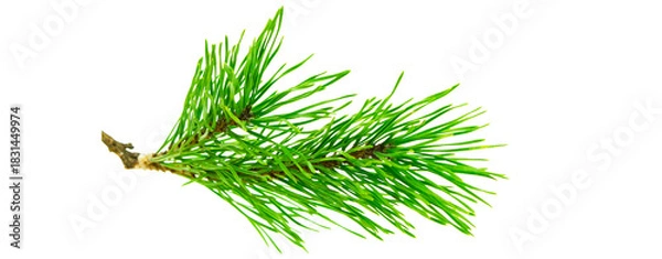 Fototapeta twig of fir isolated on transparent background