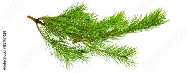 Fototapeta green pine branch isolated on transparent background for decoration 