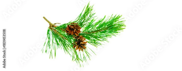 Fototapeta fir branch with two pine cones isolated on transparent background