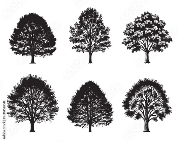 Fototapeta Set of black vector silhouettes of deciduous trees with leaves. Oak, maple and elm forest nature symbols isolated on white background.
