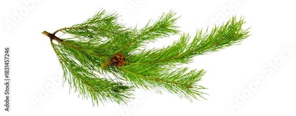 Fototapeta seamless pine branch isolated on transparent background