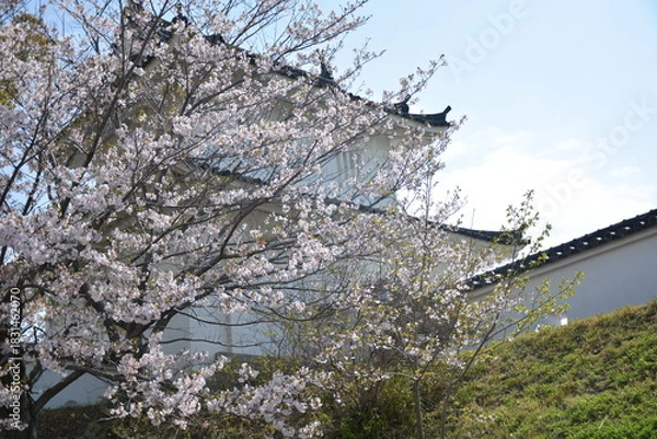 Fototapeta 日本のお城に咲く桜