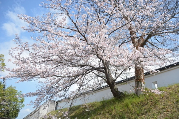 Fototapeta 桜の美しい神社の境内