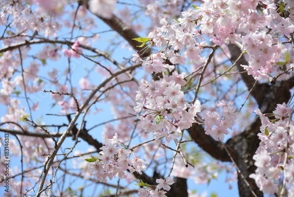 Fototapeta 青空と桜