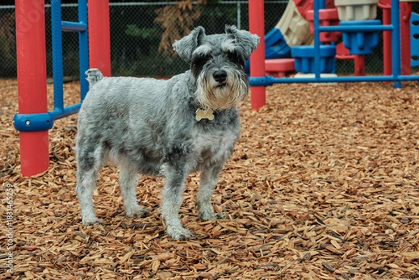 Fototapeta A miniature schnauzer dog in front of a playground. Close-up of a miniature schnauzer.