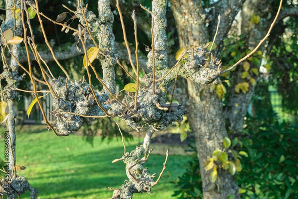 Fototapeta A tree with bumpy branches and young shoots