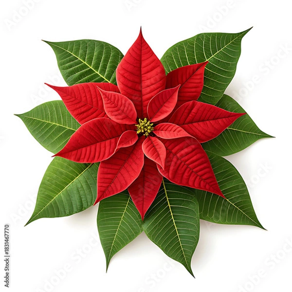 Obraz Red Poinsettia Flower Isolated on White Background