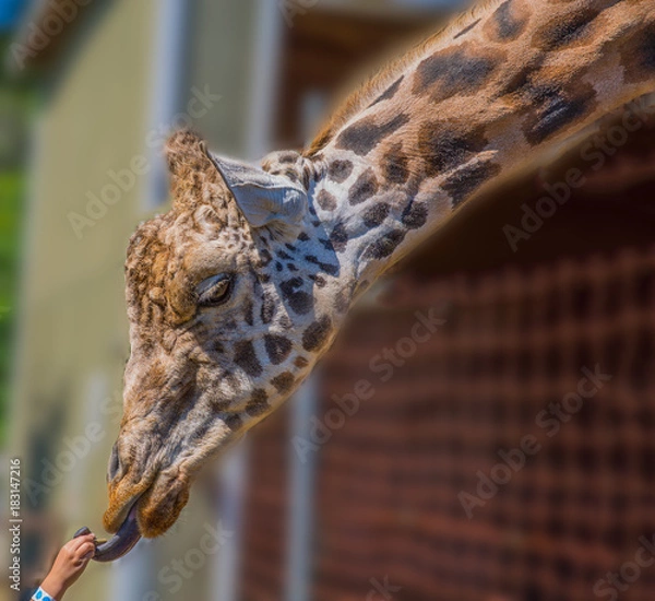 Obraz The hand that giveth...