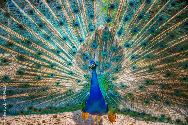 Obraz Peacock