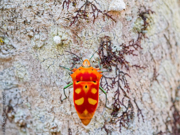 Obraz アカギカメムシ