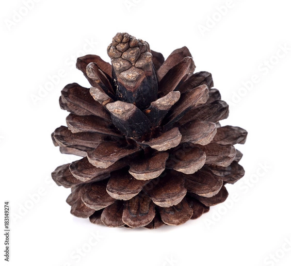 Obraz Pine cone isolated on white background