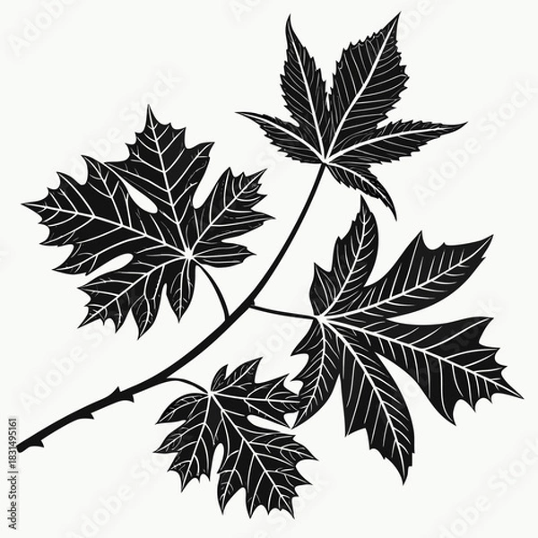 Fototapeta Black maple leaves branch silhouette on white background