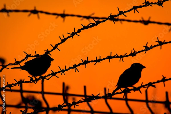 Fototapeta Bird silhouettes on a barbed wire fence against the sunset sky