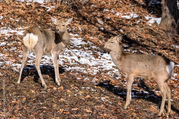 Obraz 北海道苫小牧市、日向ぼっこするメスのエゾシカ【2月】	