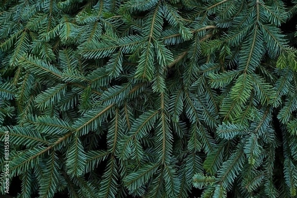 Fototapeta Close-up of dense green fir branches forming a natural evergreen texture, perfect for winter, Christmas backgrounds and seasonal design.