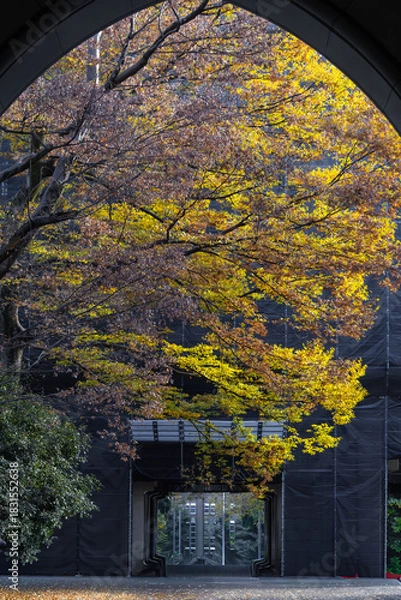 Obraz 都心散歩　東大構内銀杏並木