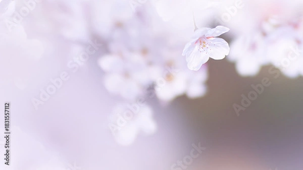 Fototapeta 優しい光を浴びて淡くふんわり咲く桜の花のクローズアップ
