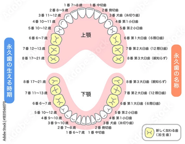Obraz 永久歯の名称と生える時期