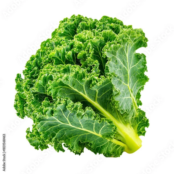Obraz Kale isolated on with white background(2)