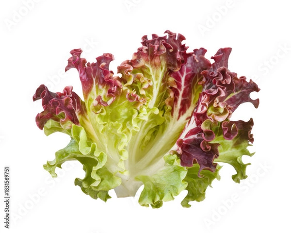 Fototapeta red leaf lettuce isolated on transparent background