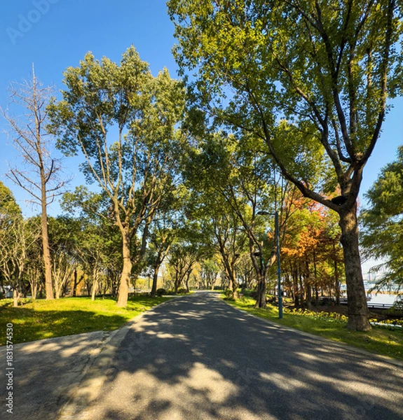 Obraz Tranquil Pathway Through Lush Trees; A Scenic Nature Escape