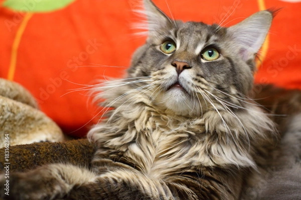 Obraz Maine Coon with green eyes