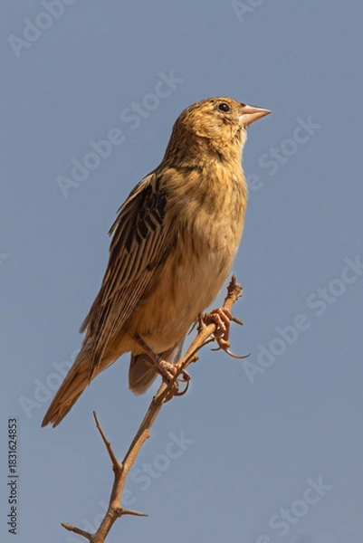 Obraz Female Long-tailed Widowbird (Langstertflap) in Rietvlei Nature Reserve 