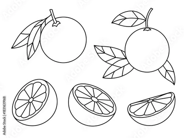 Obraz Line drawing of oranges, whole and sliced, with leaves