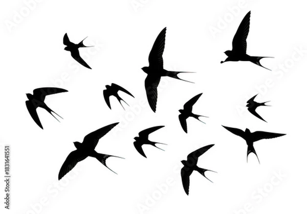 Fototapeta Flock of swallows flying in formation isolated on transparent background for nature, travel and freedom themes